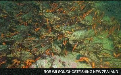 视频截图。 来源：ROB WILSON/Ghost Fishing NZ