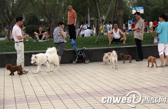 陕西5部门联合印发通知，强调犬类管理是控制狂犬病疫情的核心。（资料图）