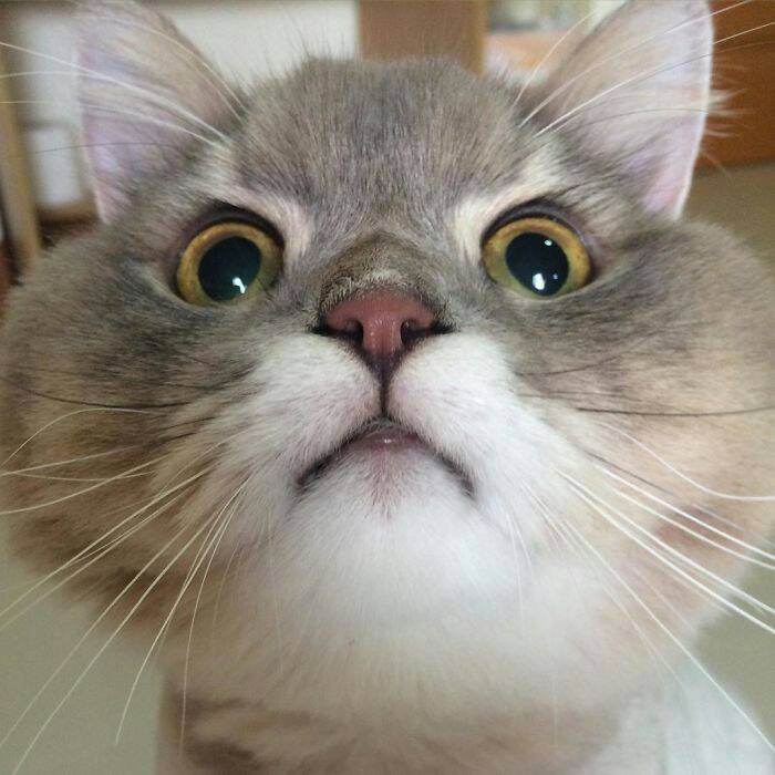 一个专门用来听猫呼噜的网站:比你男朋友性感多了!