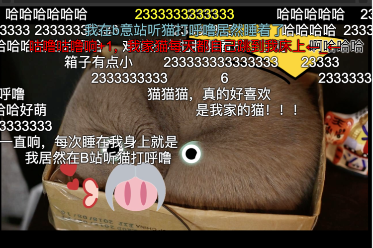 一个专门用来听猫呼噜的网站:比你男朋友性感多了!