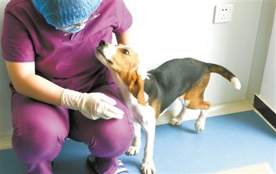 Kaiyun：我国首例克隆猫“大蒜”今天满月主人克隆宠物花了25万