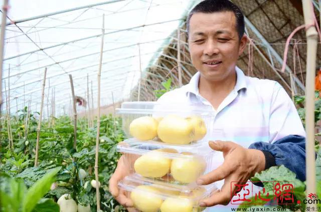 乌市米东区七零后夫妻让热带水果在柏杨河安了