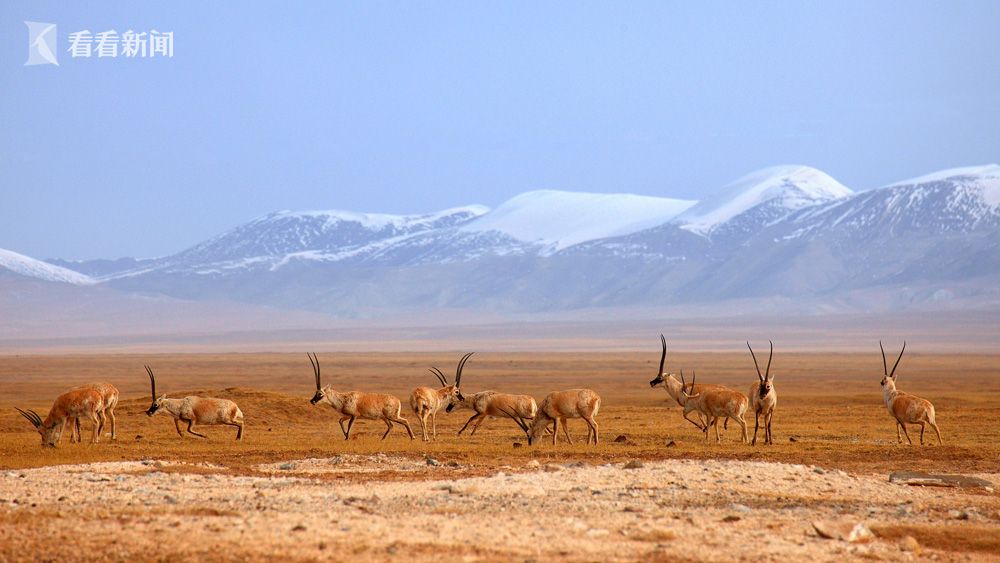 可可西里列入世界遗产名录