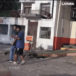 最新一期内涵爆笑动图 有的时候,虐狗根本不分年龄