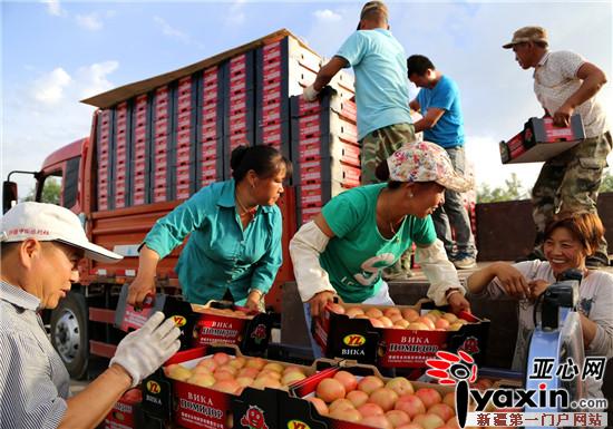 七师:合作社+公司+农户、设施农业+旅游经营模