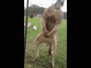 袋鼠绝对是动物界拳王 一套连踢就能让你跪下叫爸爸