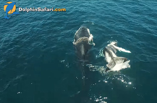 不满妈妈不给吃奶 座头鲸宝宝甩尾 大发飙|座