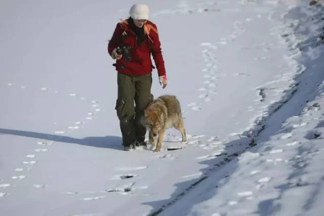 1个女人养大1匹狼让它重返狼群,花7年制作了1