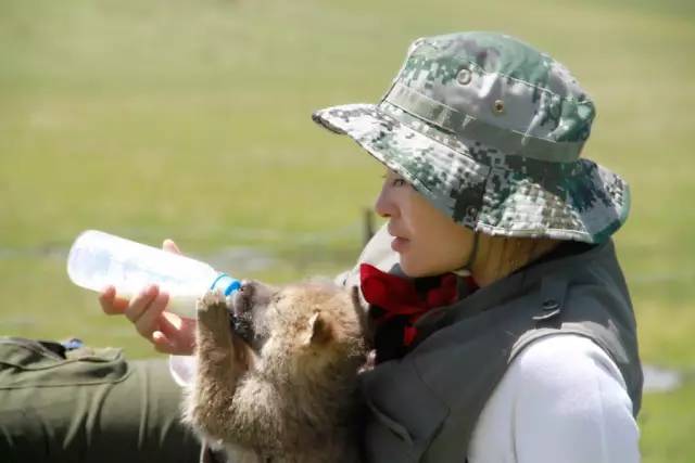 1个女人养大1匹狼让它重返狼群,花7年制作了1
