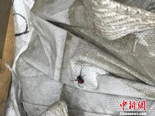 广东清远口岸首次截获赤背寡妇蜘蛛|澳大利亚