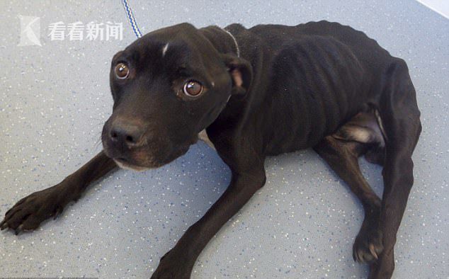 斗牛犬被饿成骨架 主人称每周要在肯德基工作