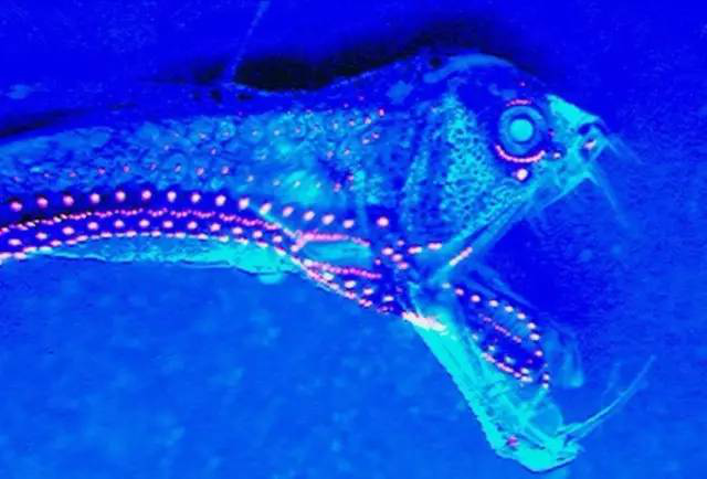 一条会发光的蝰鱼(图片来源:jér?memallefet)