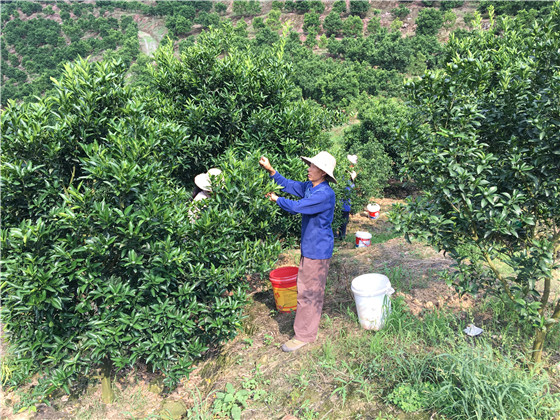丰都树人镇:强化柑橘产业管理 促进产质双提升