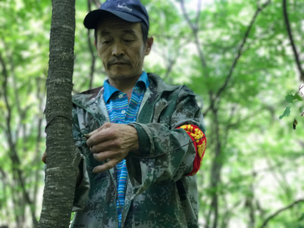 吉林汪清林业局:保护东北虎豹走可持续森林经