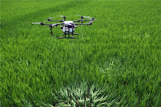 永川:植保无人机洒"药雨"防治水稻病虫害|永川|无人机|永川区_新浪新闻