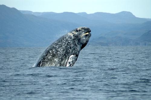 亲密接触!墨西哥观鲸客遇亲人灰鲸幼崽|墨西