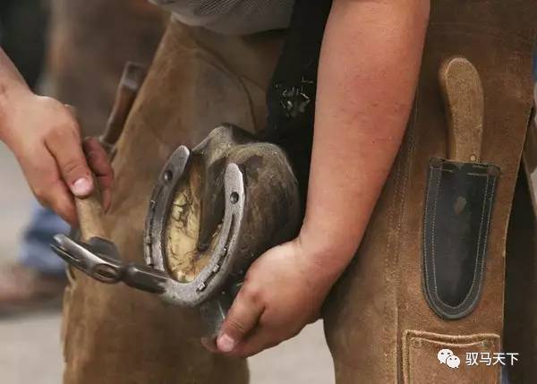 人为什么要给马钉马掌,而野马却不需要?钉在马蹄上,...