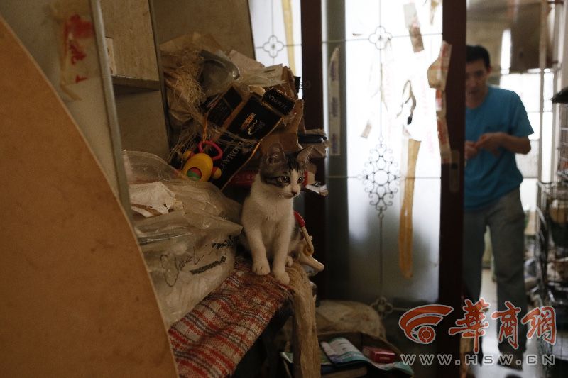 西安男子养猫10年 因脚受伤愿赠送家中33小猫