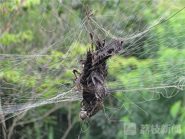 南京高淳一农庄内公然张网捕鸟 飞鸟被缠死|高