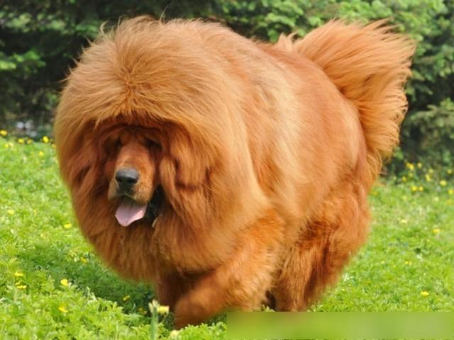 世界十大最凶悍名犬，千万别养！