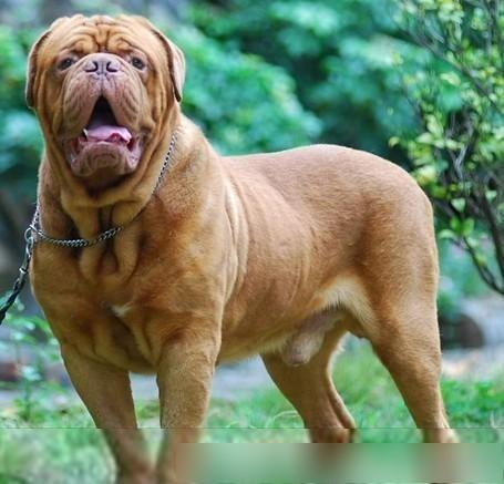 世界十大最凶悍名犬，千万别养！