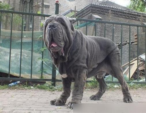 世界十大最凶悍名犬，千万别养！