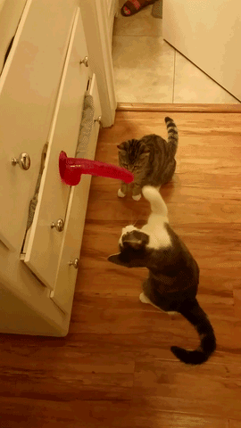 㵱ȴ ͼ ǹڶʳ