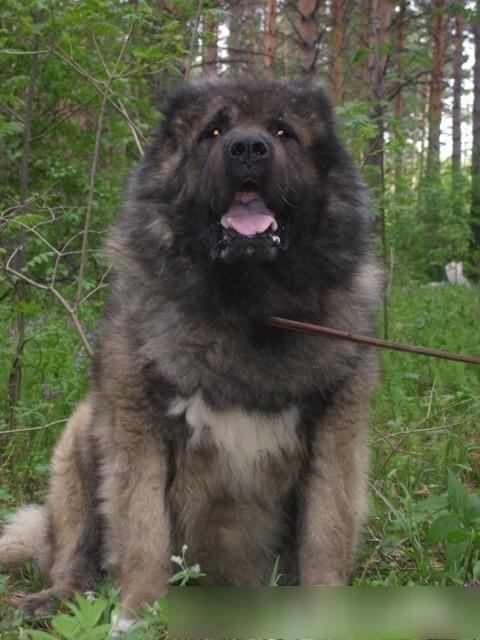 世界十大最凶悍名犬，千万别养！