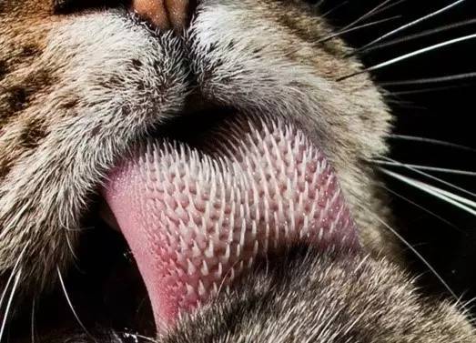猫咪舌头上的惊人秘密