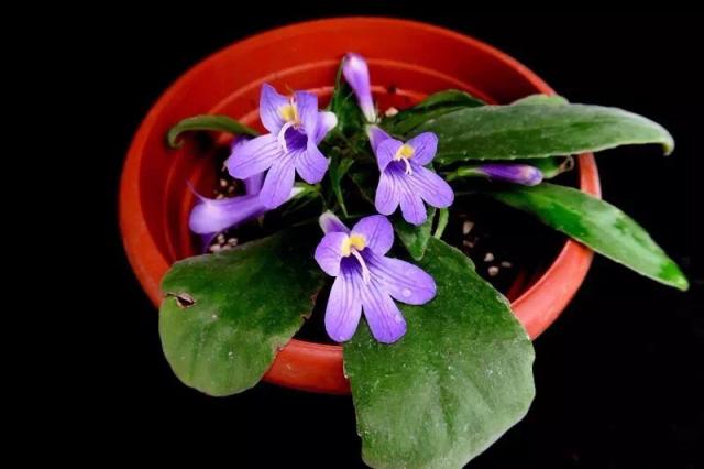 罕见苦苣苔科原生种 仲夏绽放上海植物园|上海