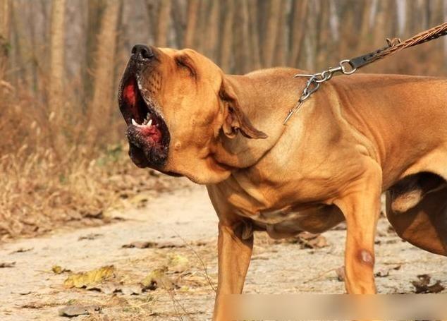 世界十大最凶悍名犬，千万别养！