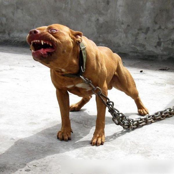 世界十大最凶悍名犬，千万别养！