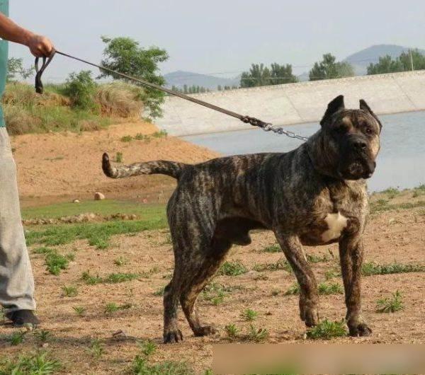 世界十大最凶悍名犬，千万别养！