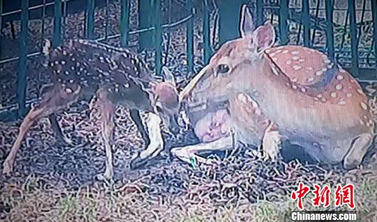 17日上午，台湾赠送大陆的珍稀梅花鹿“点点”在威海刘公岛珍稀动物园顺利诞下一只幼崽，目前母幼平安。（图为视频截图）　于智超　摄