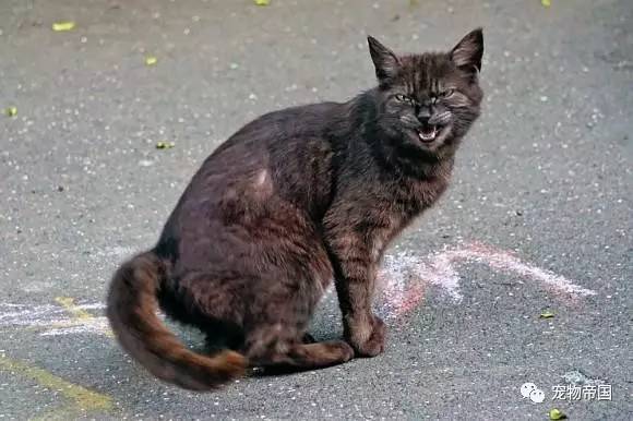 了解了这11种猫叫的意思 和猫交流不再愁！