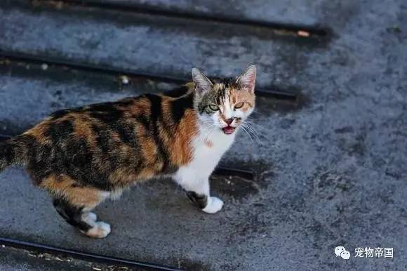 了解了这11种猫叫的意思 和猫交流不再愁！