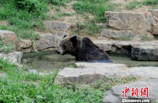 图为棕熊正在骄阳下戏水消暑 司新利 摄 高温下的扬州动物园:动物避暑每天需1吨冰块(图)