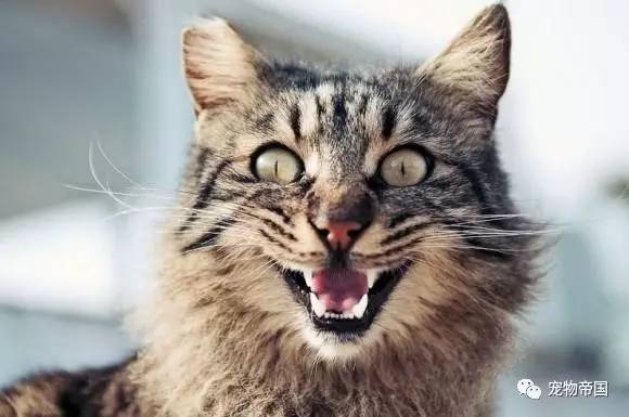 了解了这11种猫叫的意思 和猫交流不再愁！