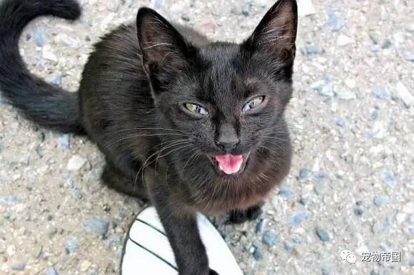 了解了这11种猫叫的意思 和猫交流不再愁！