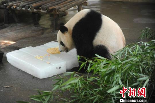图为大熊猫在空调房里与冰块相伴。 司新利 摄 高温下的扬州动物园:动物避暑每天需1吨冰块(图)