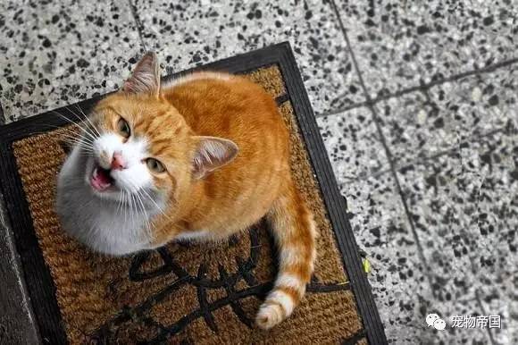 了解了这11种猫叫的意思 和猫交流不再愁！