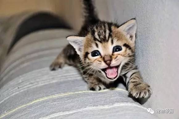 了解了这11种猫叫的意思 和猫交流不再愁！