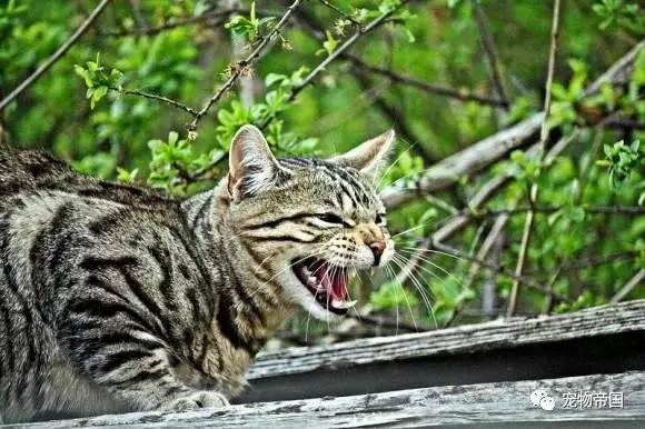 了解了这11种猫叫的意思 和猫交流不再愁！