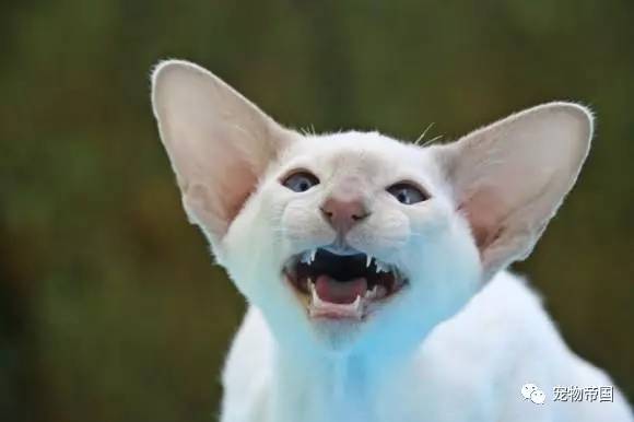 了解了这11种猫叫的意思 和猫交流不再愁！