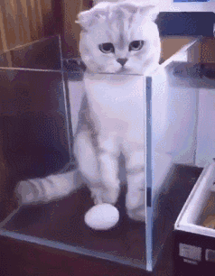 壁纸 动物 狗 狗狗 猫 猫咪 小猫 桌面 238_306 gif 动态图 动图