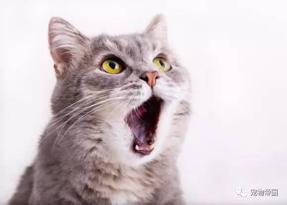 了解了这11种猫叫的意思 和猫交流不再愁！