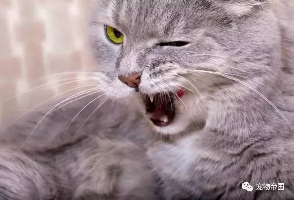 了解了这11种猫叫的意思 和猫交流不再愁！