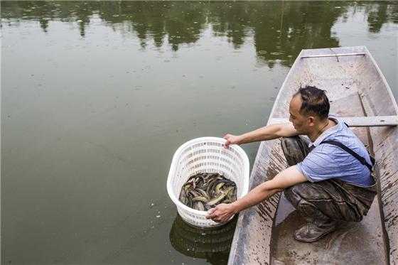 潼南李林峰:三招妙棋养活泥鳅|李林峰|泥鳅|养殖