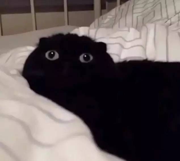 给猫咪拍照片一伸舌头，网友:这萌卖的有点过了!