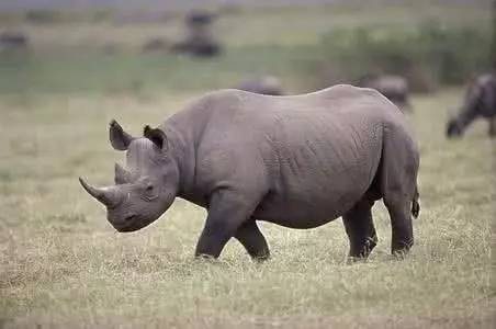 比黑天鹅可怕 中国最大的灰犀牛究竟是啥?